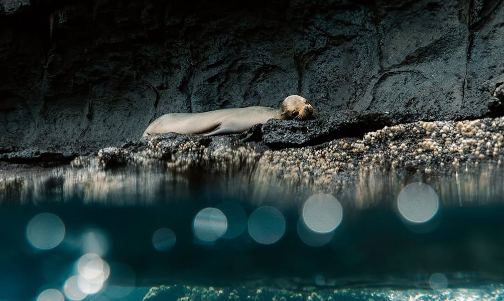 aqua-sustainable-galapagos
