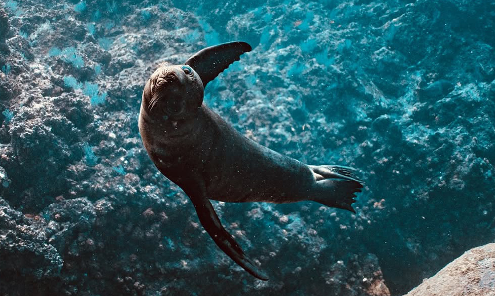 aqua-sustainable-galapagos